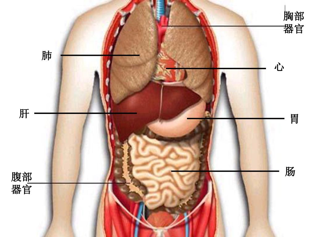 女心肝脾肺肾位置图图片